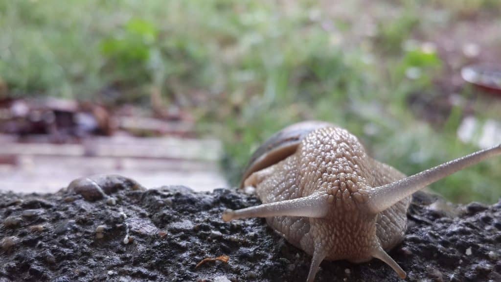 Snails vs slugs: what is the difference between them?