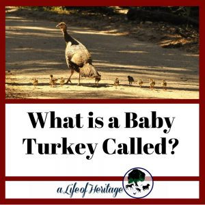 What is a Baby Turkey Called?