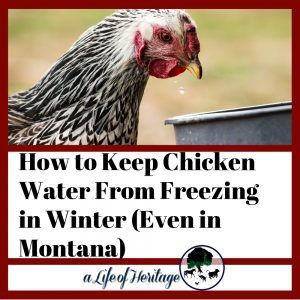 How to Keep Chicken Water From Freezing in Winter (Even in Montana)
