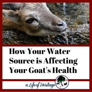 Your Water Source is Affecting Your Goat Herd’s Health