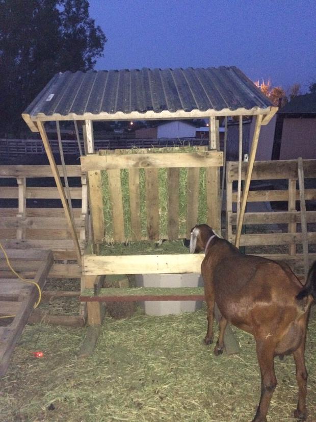 Having a goat feeder that wastes as little hay as possible is so important! Read more on How to Build a Goat Feeder Using Pallet Boards
