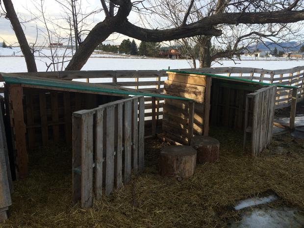 DIY, Easy, Free Goat House with Pictures A life of Heritage