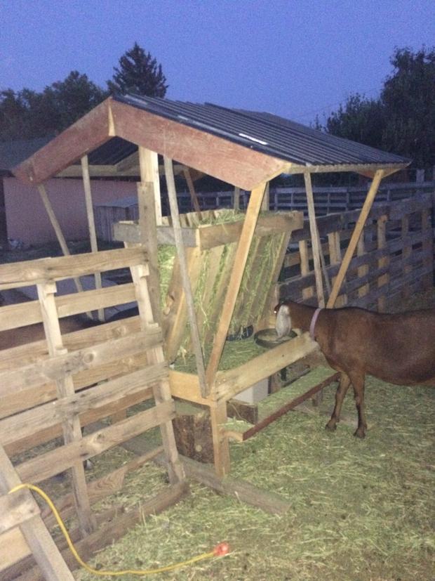 Having a goat feeder that wastes as little hay as possible is so important! Read more on How to Build a Goat Feeder Using Pallet Boards