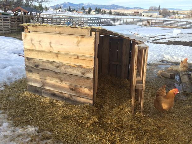 How to build a goat shelter using pallets. An easy and cost effective way to use easy to find material to make great winter shelters for your goats.